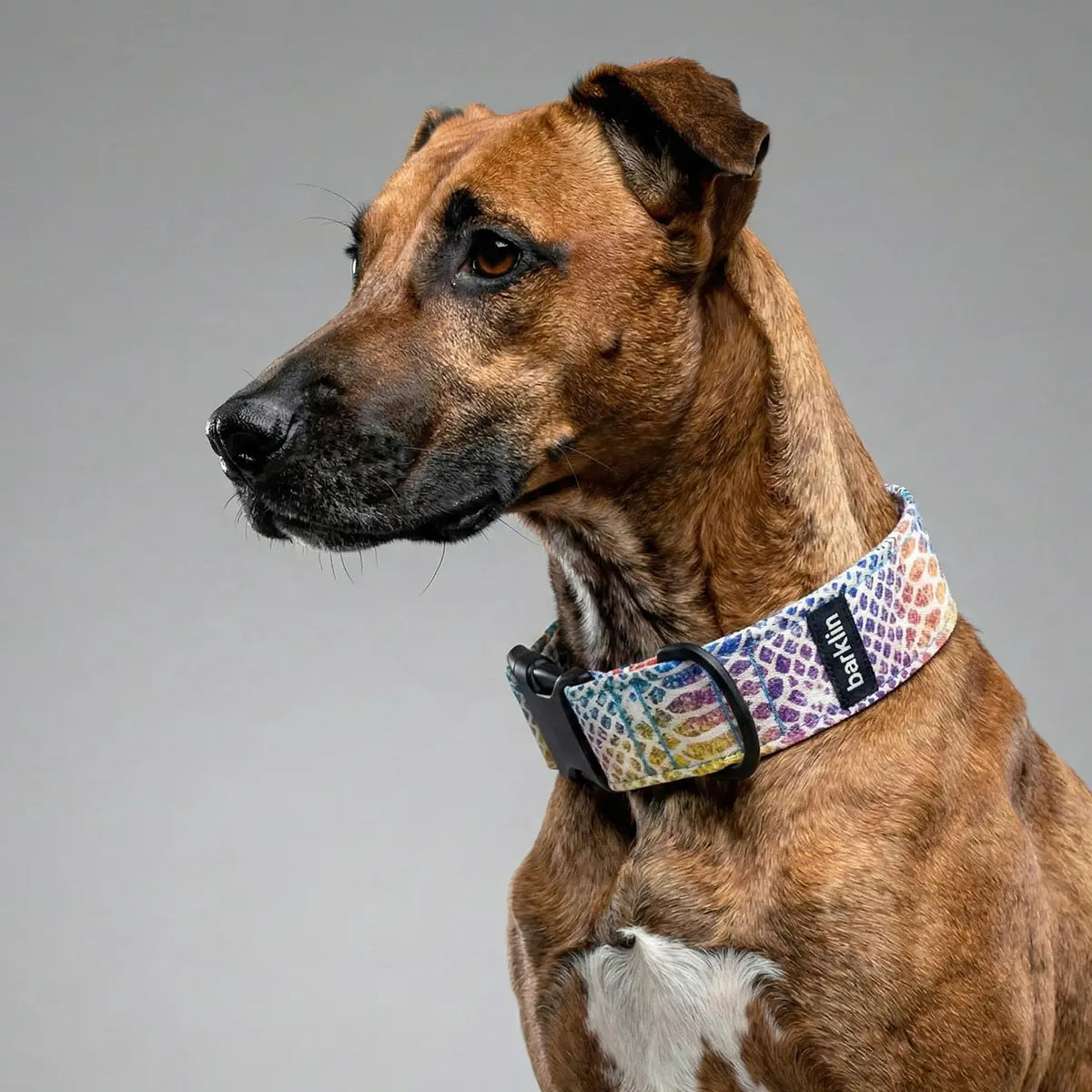 Kaleido Snake dog collar, 4 cm width, ECONABLE recycled buckle, worn on a brown dog in studio grey, handmade in EU.