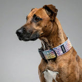 Kaleido Snake dog collar, 4 cm width, ECONABLE recycled buckle, worn on a brown dog in studio grey, handmade in EU.