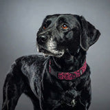 Black dog wearing Barklin pink leopard pattern dog collar, studio portrait on grey background