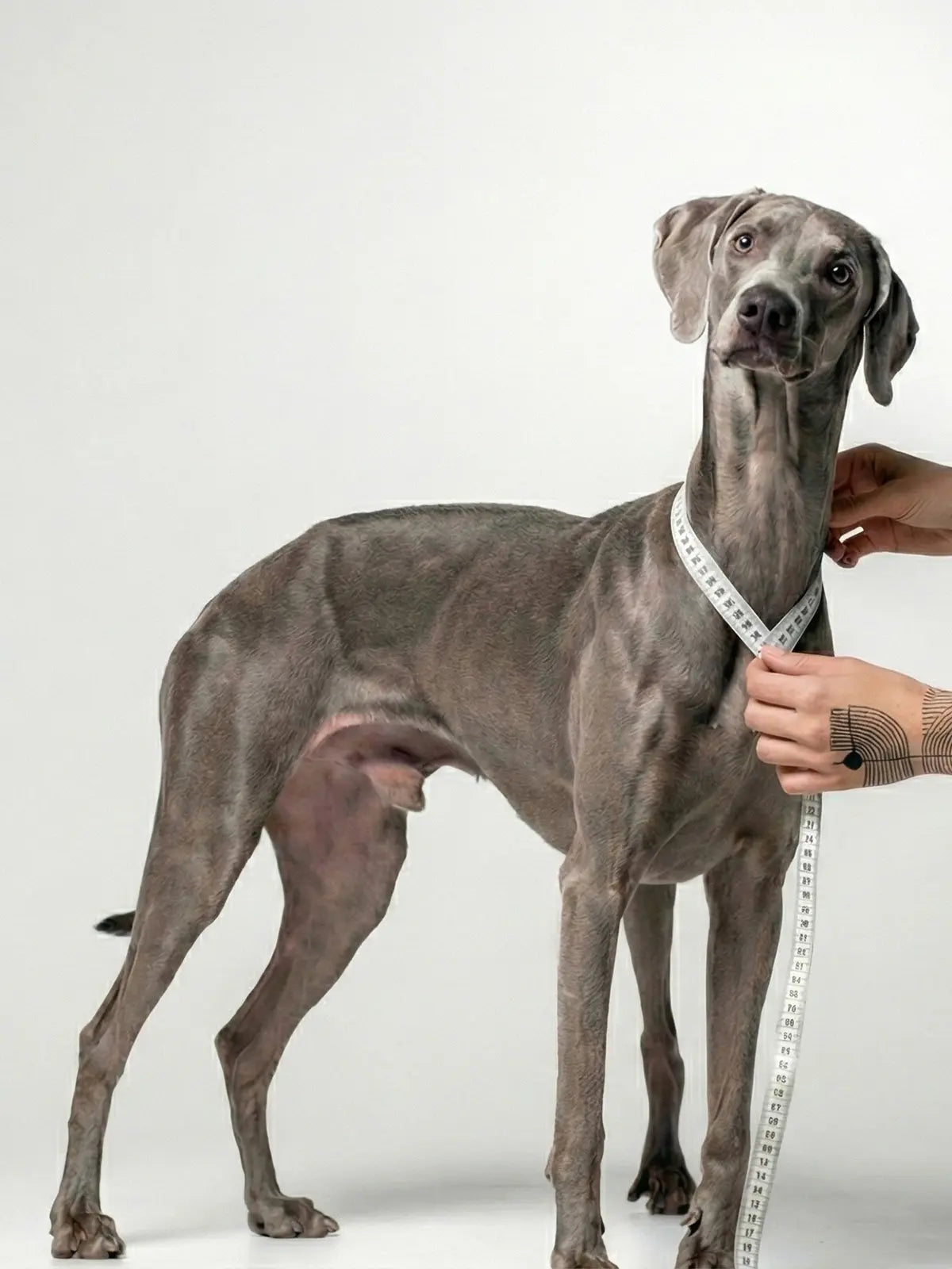 Dog standing in studio grey used for neck measurement and size guide reference, collar-free.