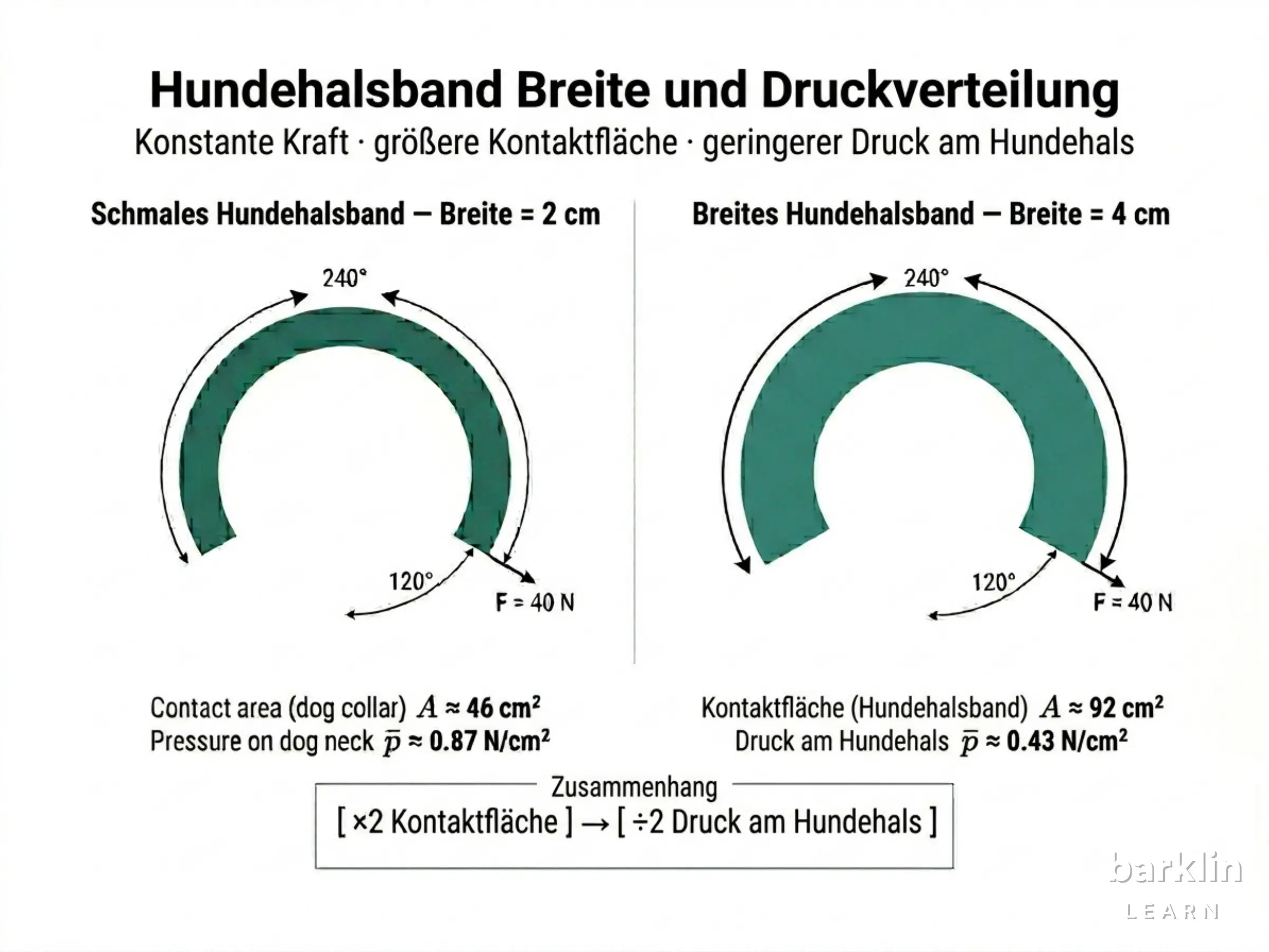 Zylindermodell Hundehals mit Halsband — Kontaktbogen, Breite und Zugkraft dargestellt