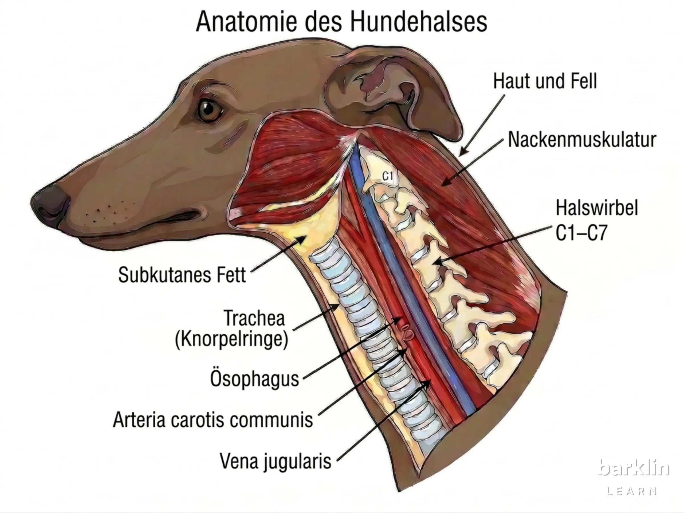 Seitliche Darstellung des Hundehalses mit Trachea, Halswirbelsäule und Halsgefäßen