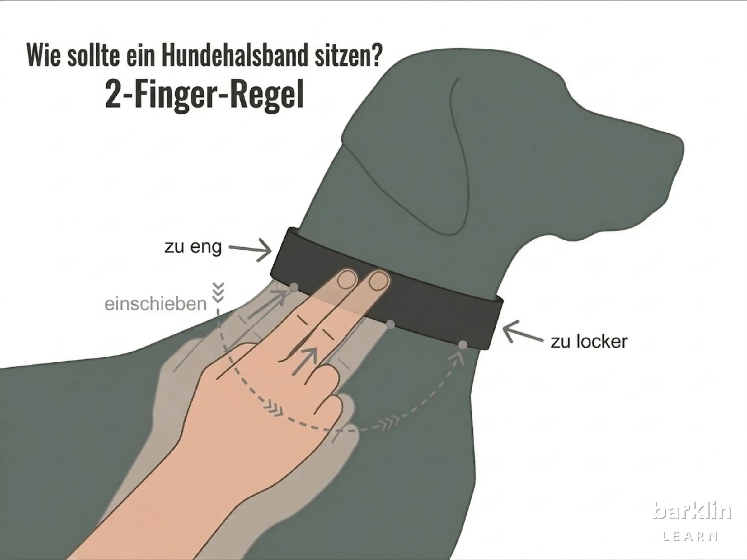 Halsband-Passform mit 2-Finger-Regel: passender Sitz, zu eng und zu locker