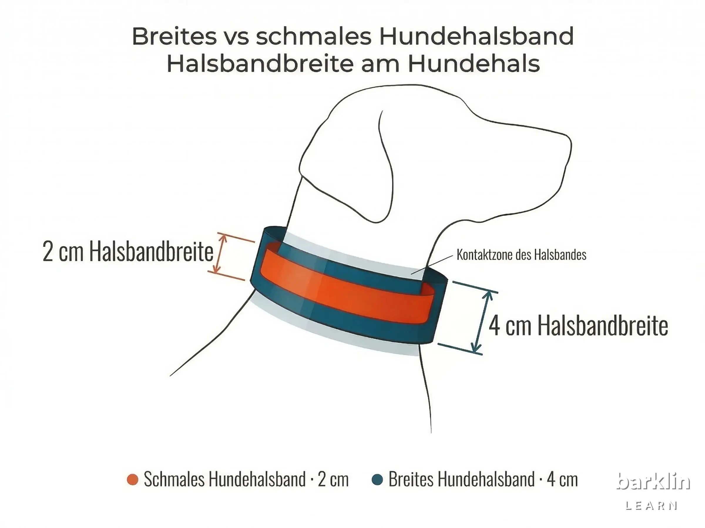 Diagramm mit 2 cm und 4 cm Halsbandbreite am Hundehals — Vergleich breites Hundehalsband und Standardbreite.