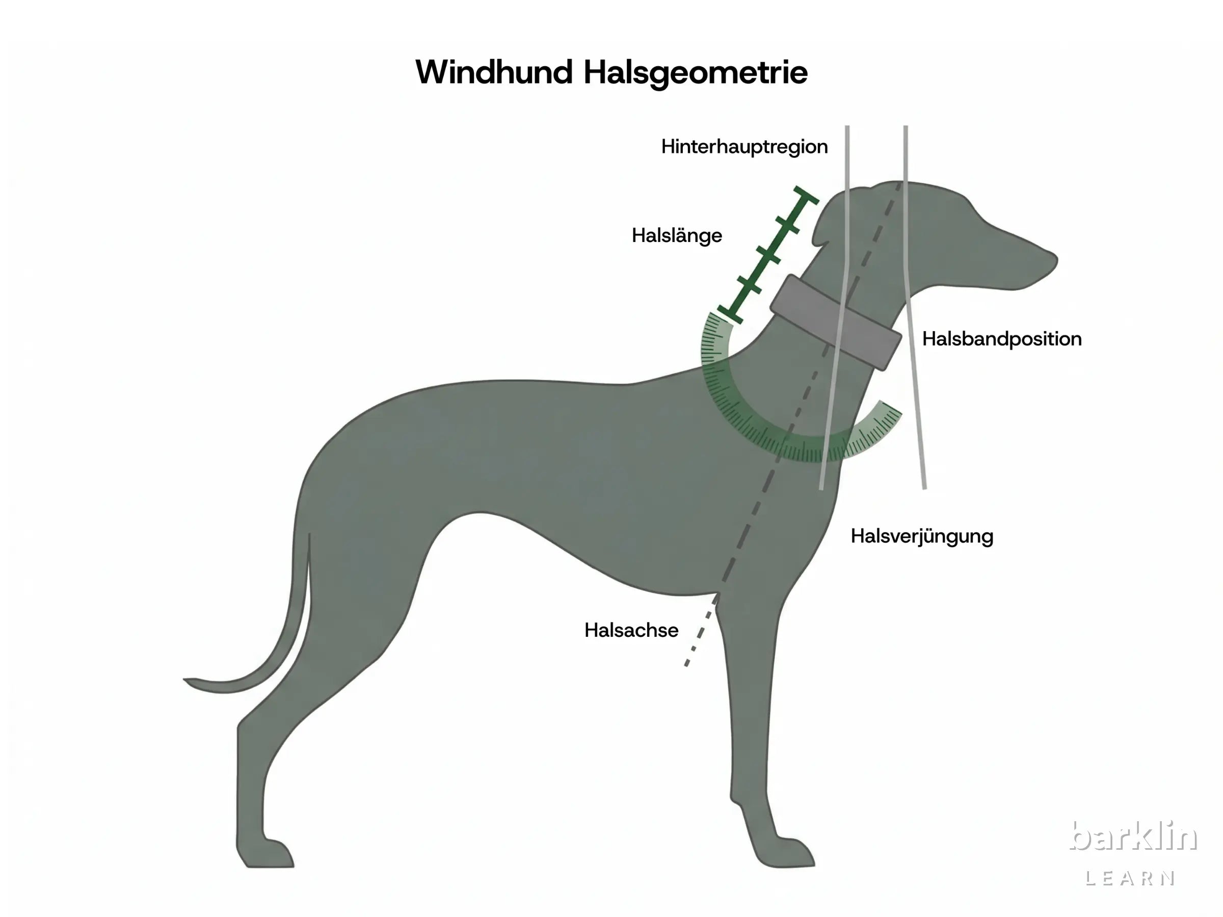 Diagramm zur Windhund-Halsgeometrie mit Halslänge, Halsbandposition und Halsverjüngung